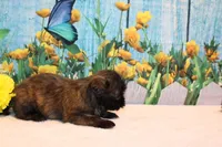 Marcy, a female Shih Tzu for sale in Norwood, MO – Photo 2 of 5