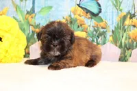 Marcy, a female Shih Tzu for sale in Norwood, MO – Photo 4 of 5