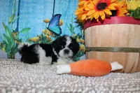 Lane, a male Shih Tzu for sale in Norwood, MO – 1 of 9