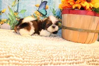 Kenny, a male Shih Tzu for sale in Norwood, MO – 3 of 10