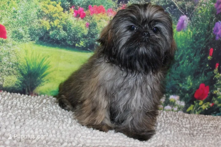 Tyler – Shih Tzu puppy for sale in Norwood, MO