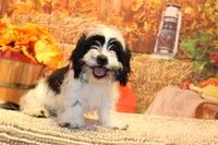 Freckles, a male Shichon for sale in Norwood, MO – 2 of 10