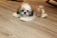 Oscar, a male Shih Tzu for sale in Norwood, MO – Photo 8 of 9