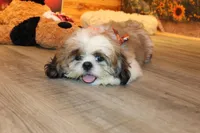 Oscar, a male Shih Tzu for sale in Norwood, MO – Photo 1 of 9