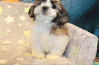 Oscar, a male Shih Tzu for sale in Norwood, MO – Photo 5 of 9