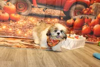 Oscar, a male Shih Tzu for sale in Norwood, MO – Photo 7 of 9