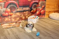 Oscar, a male Shih Tzu for sale in Norwood, MO – Photo 9 of 9