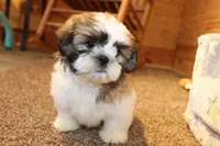 Oscar, a male Shih Tzu for sale in Norwood, MO – Photo 4 of 9