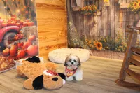 Oscar, a male Shih Tzu for sale in Norwood, MO – Photo 2 of 9