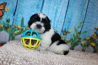 Jackson, a male Shih Tzu for sale in Norwood, MO – 8 of 10