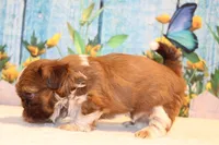 Carma Latte, a female Shih Tzu for sale in Norwood, MO – Photo 5 of 7