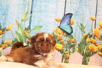 Carma Latte, a female Shih Tzu for sale in Norwood, MO – Photo 7 of 7