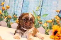 Carma Latte, a female Shih Tzu for sale in Norwood, MO – Photo 1 of 7
