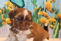 Carma Latte, a female Shih Tzu for sale in Norwood, MO – Photo 4 of 7