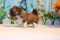 Carma Latte, a female Shih Tzu for sale in Norwood, MO – Photo 2 of 7
