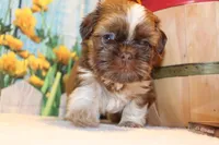 Carma Latte, a female Shih Tzu for sale in Norwood, MO – Photo 6 of 7