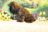 Tyler, a male Shih Tzu for sale in Norwood, MO – 4 of 9
