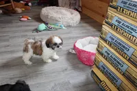 Alex, a male Shih Tzu for sale in Norwood, MO – 2 of 10