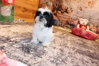 Kane, a male Shih Tzu for sale in Norwood, MO – Photo 7 of 7