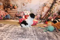 Kane, a male Shih Tzu for sale in Norwood, MO – Photo 5 of 7