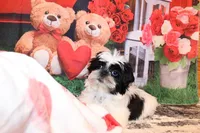 Kane, a male Shih Tzu for sale in Norwood, MO – Photo 1 of 7