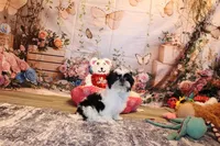 Kane, a male Shih Tzu for sale in Norwood, MO – Photo 3 of 7