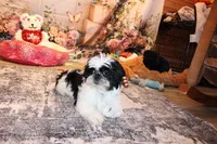 Kane, a male Shih Tzu for sale in Norwood, MO – Photo 4 of 7