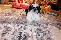 Kane, a male Shih Tzu for sale in Norwood, MO – Photo 6 of 7