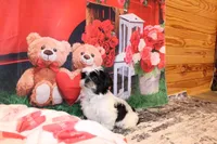 Kane, a male Shih Tzu for sale in Norwood, MO – Photo 2 of 7