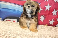JR, a male Shih Tzu for sale in Norwood, MO – 2 of 8