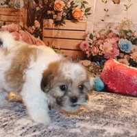Rusty, a male Shichon for sale in Norwood, MO – Photo 6 of 9