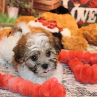 Rusty, a male Shichon for sale in Norwood, MO – Photo 3 of 9