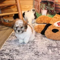 Rusty, a male Shichon for sale in Norwood, MO – Photo 9 of 9