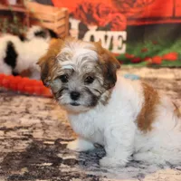 Rusty, a male Shichon for sale in Norwood, MO – Photo 2 of 9
