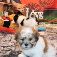 Rusty, a male Shichon for sale in Norwood, MO – Photo 4 of 9