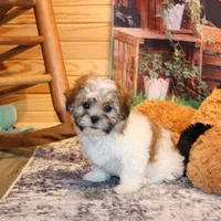 Rusty, a male Shichon for sale in Norwood, MO – Photo 8 of 9