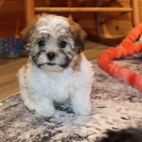 Rusty, a male Shichon for sale in Norwood, MO – Photo 1 of 9
