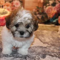 Rusty, a male Shichon for sale in Norwood, MO – Photo 7 of 9