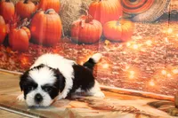 Frank, a male Shih Tzu for sale in Norwood, MO – 2 of 9