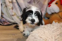Freckles, a male Shichon for sale in Norwood, MO – 10 of 10