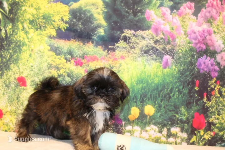 Webster – Shih Tzu puppy for sale in Norwood, MO