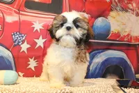 Alex, a male Shih Tzu for sale in Norwood, MO – 10 of 10