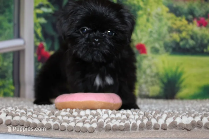 Katie Bug – Shih Tzu puppy for sale in Norwood, MO