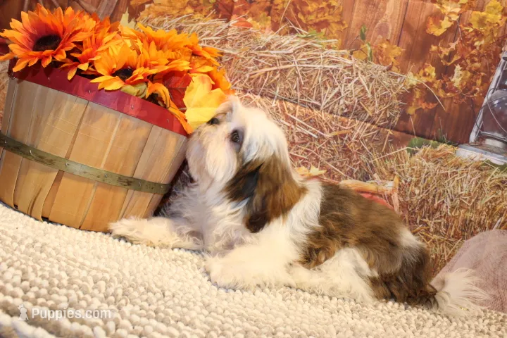 Bernie – Shih Tzu puppy for sale in Norwood, MO