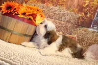 Bernie, a male Shih Tzu for sale in Norwood, MO – 1 of 10