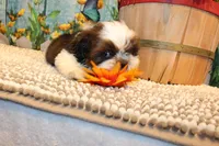 Kenny, a male Shih Tzu for sale in Norwood, MO – 2 of 10
