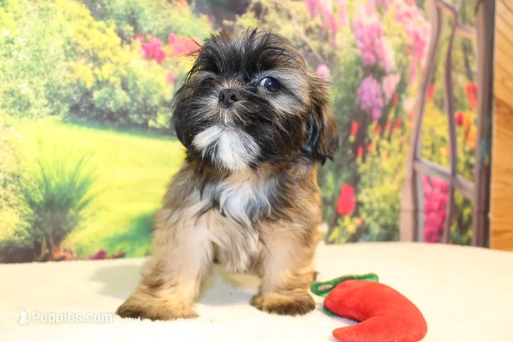 Wesley – Shih Tzu puppy for sale in Norwood, MO