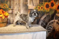Sam, a male Shih Tzu for sale in Norwood, MO – 1 of 8