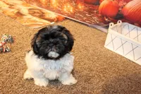 Mac, a male Shih Tzu for sale in Norwood, MO – Photo 2 of 8