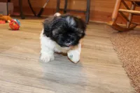 Mac, a male Shih Tzu for sale in Norwood, MO – Photo 3 of 8